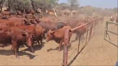A breeding bull entering the farm full of cows