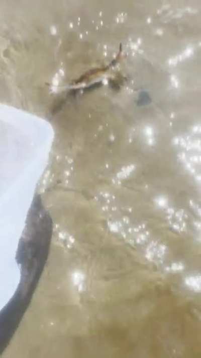 Little Crabby Friend