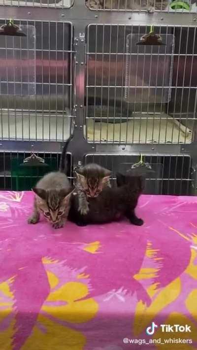 Credit to the @ in the corner ☺️