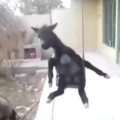 cursed_donkey