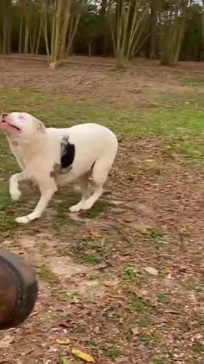 Blind girl suddenly smells her owner