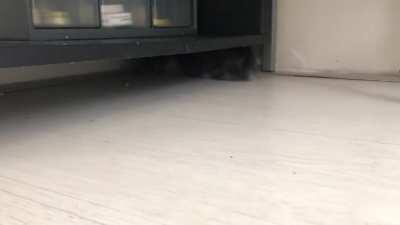 first day home and Tiger has already found some invisible gremlins