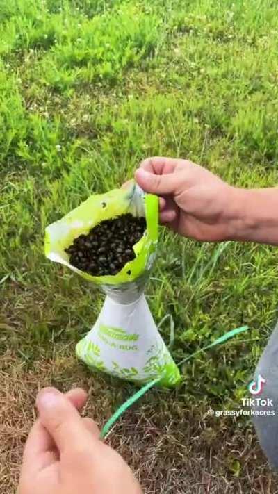 Is emerald ash borer diet ok for chickens?