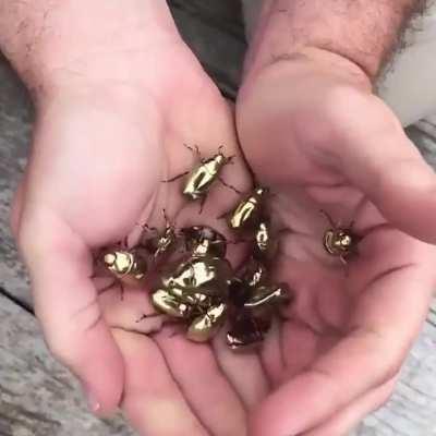 the famous golden beetles