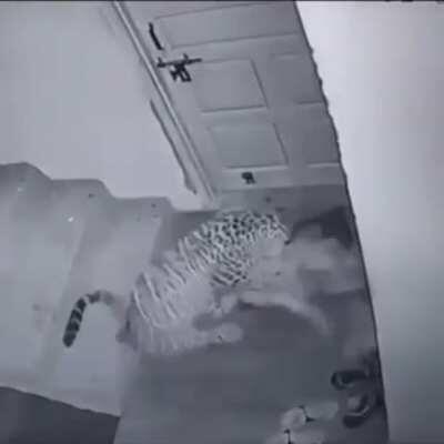 Jaguar stares down at sleeping pray before attacking it