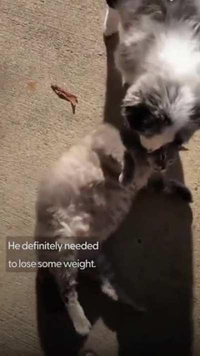 Chonker playing with the new puppy