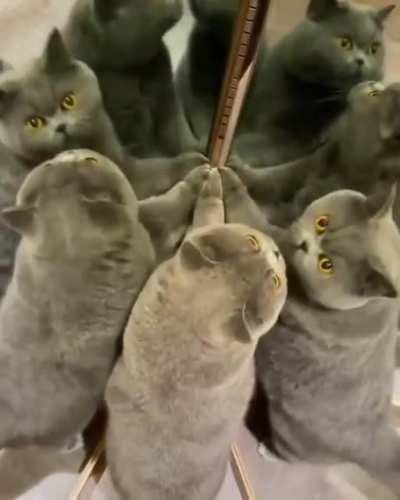 cat dancing near the mirror