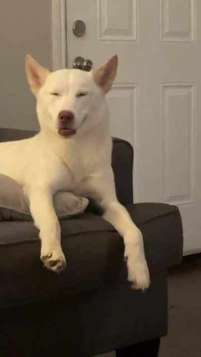 My derpy, sleepy girl