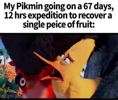 The fruits of my labor 