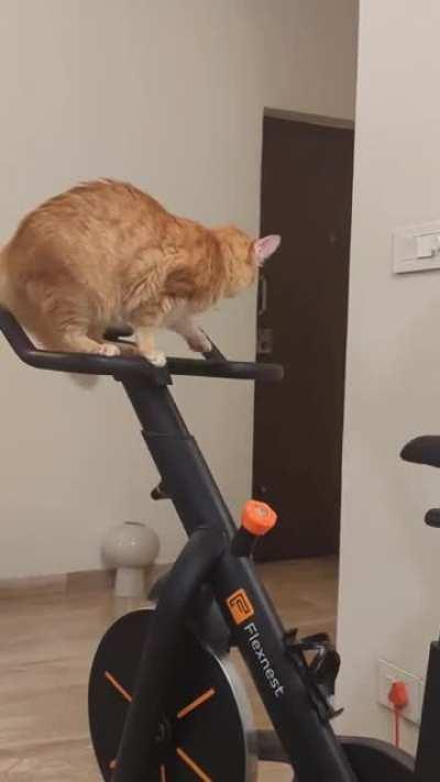 She needs the brain cell to figure out a way down