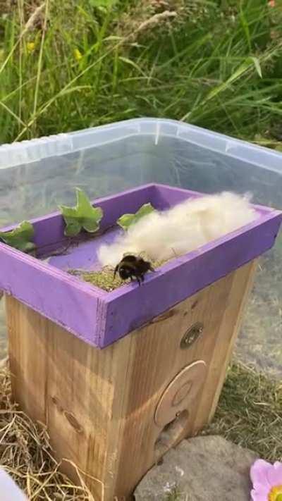 I found a Bee 36 days ago and found out she couldn’t fly! Now I have a pet bee because I didn’t have the heart to leave her out to be a snack for a bird! I take her out when it’s dry just in case she finds flight again but no luck so far. She’s survived w