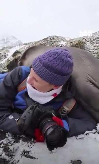 групповуха с тюленями