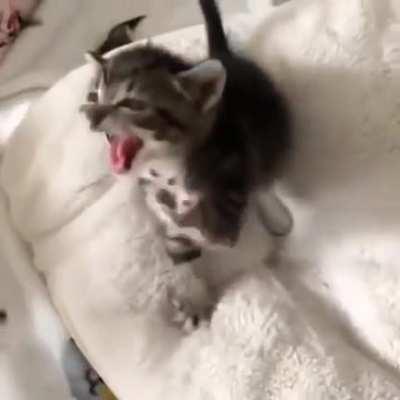 A very vicious beast asserting dominance