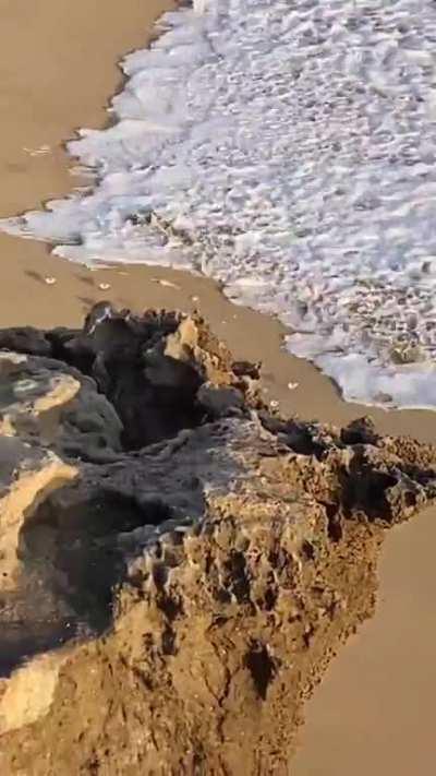 When they aren't aggressively shitting everywhere, seagulls are quite majestic