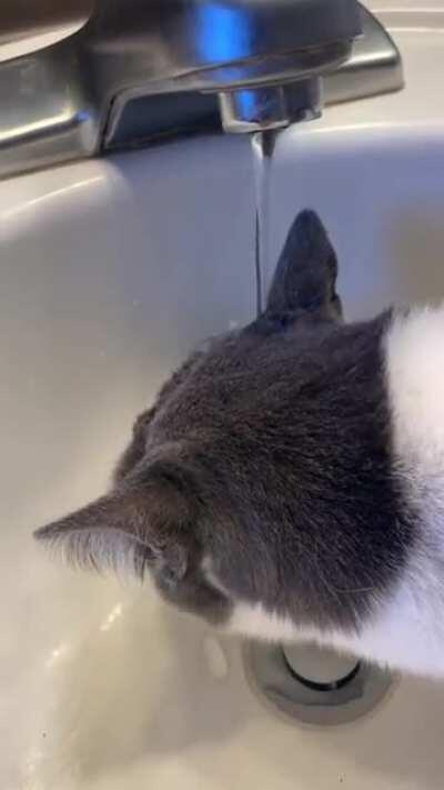 This is how he drinks. I've also caught him licking soap.