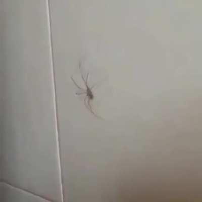 Maskota fachera 😎