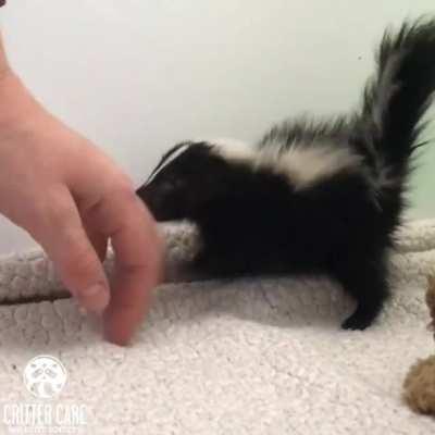 Since we're posting cute and fuzzy little wildlife babies... Sweet little kit just wants someone to hold her at Critter Care Wildlife Society - Rescue and Sanctuary