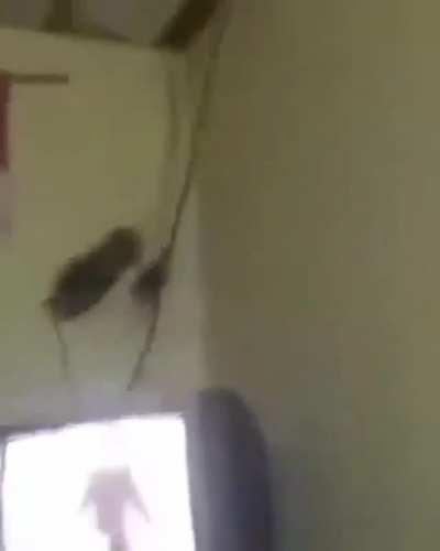 what is that, wrong answers only