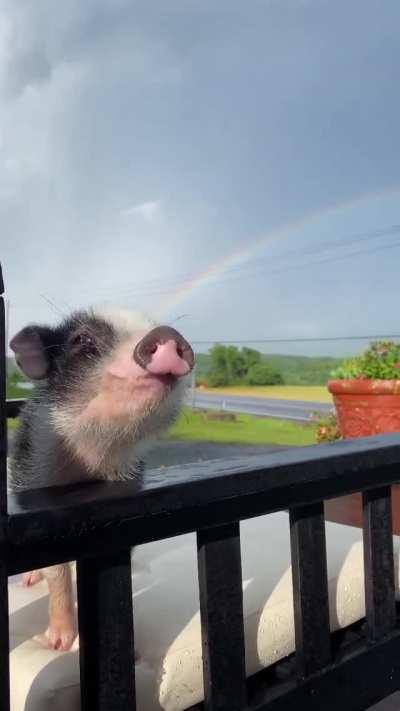 A magical day with Sparky at Sleepy Pig Farm Animal Sanctuary