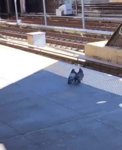 Go ahead, just watch those bastards commit bird murder