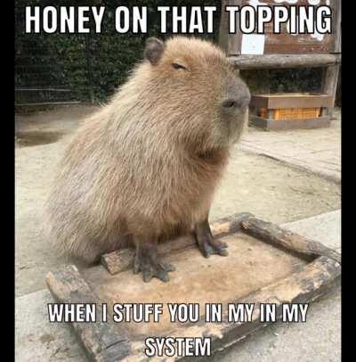 coconut doggy oh my gosh