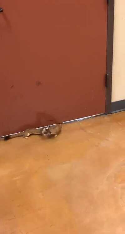 An adorable California long tail weasel coming to fetch their mate