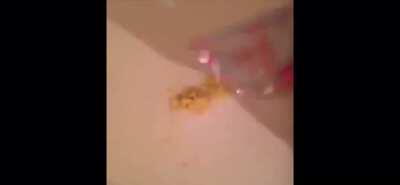 How to eat ramen like a King (old vine)