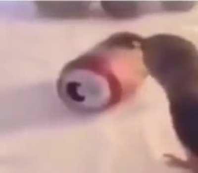 This bird is king of birds