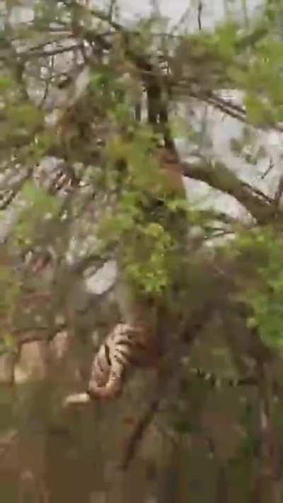 One cat who didn’t land on it’s feet.