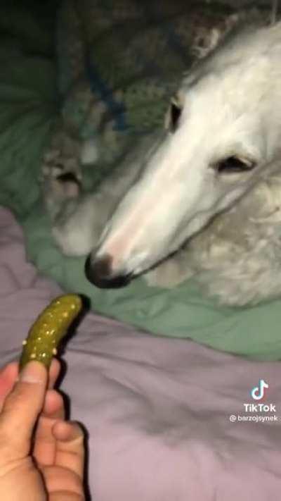 borzoi pickle