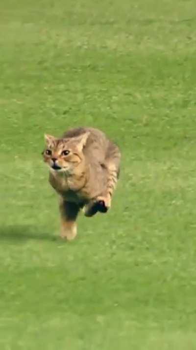 Best cat footage I’ve ever seen