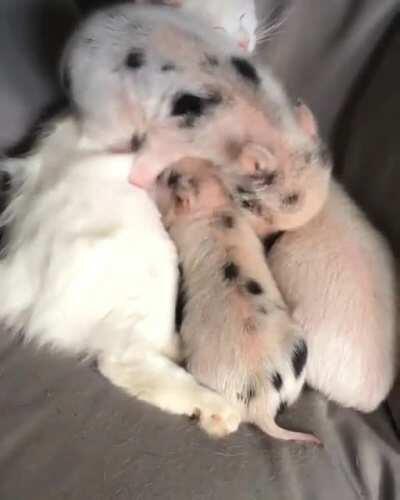 Piggies cuddling with cat