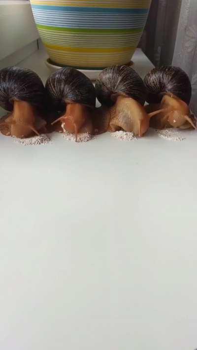 hungry hungry wunkies