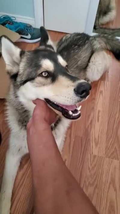 Just wanted to show off my 10 month old Shepsky :) (is 80 lbs normal?)