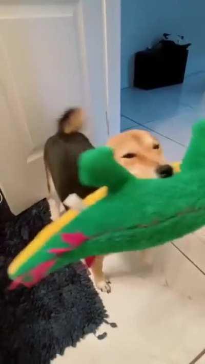 The happiest dog and gator