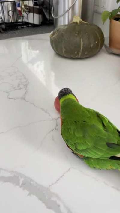 The tomato dance (courtesy of Niji the lorikeet)