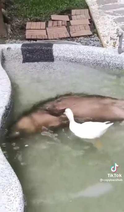 CApYBarA vIcIOuSlY AtTaCkeD bY AggResSiVe DUcK