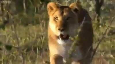 У господ стальные яйца: кидают львов на хавчик