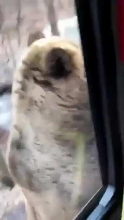 Hello fellow humans. Lovely day out, isn't it