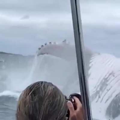 This really puts a humpback whales true size into perspective