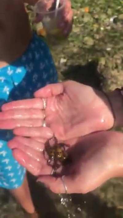 Woman holds the Blue Ringed Octopus