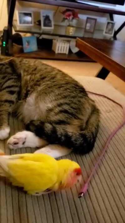 Ms. Kitty yeets Mr. Tweeters