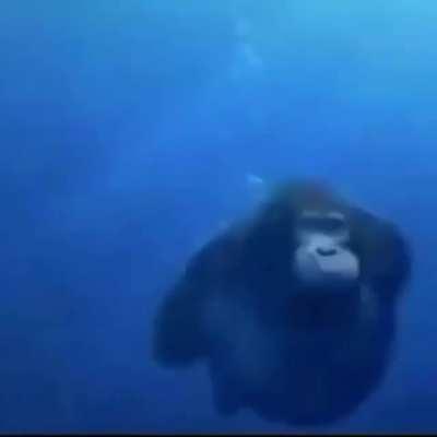 Searching for the banana