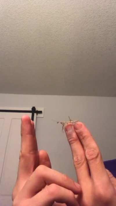 Taught my little buddy a trick