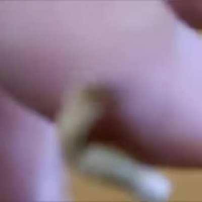 Removing Parasite from a hornet