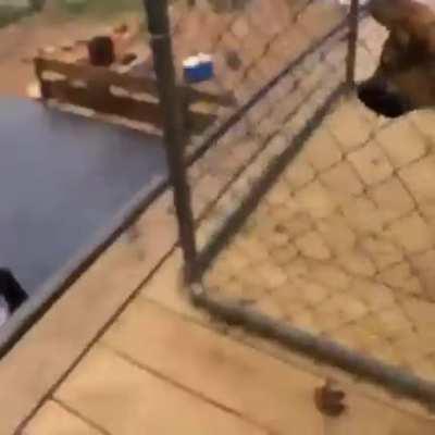 I'll just skateboard on top of this dog cage...