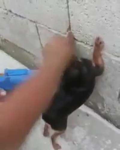 O Brasil, definitivamente, não é para iniciantes