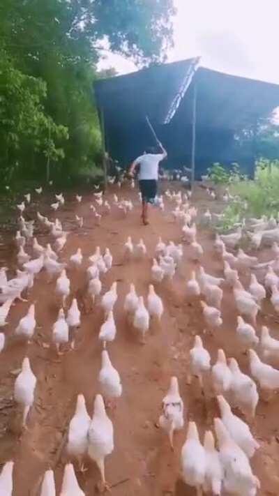 The Mother Clucker, Warlord of Ten Thousand Chicken