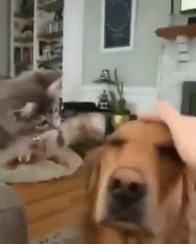 Just a Kitten pet a golden