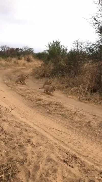 🔥 A mother lioness leading her 6 week old cubs